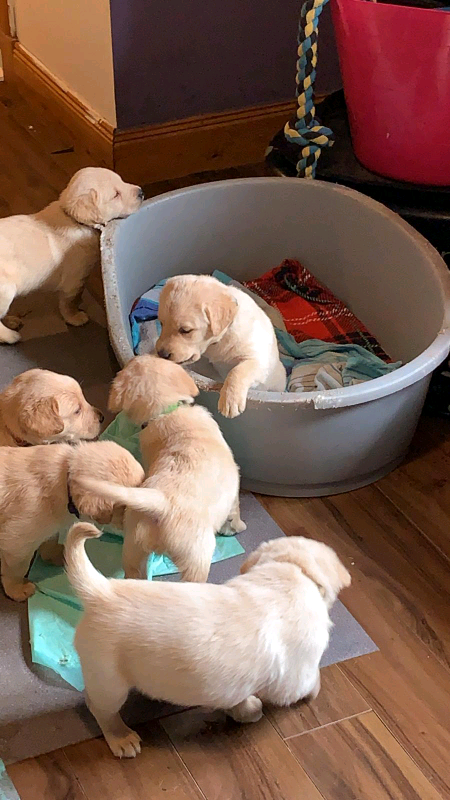 gumtree golden retriever for sale